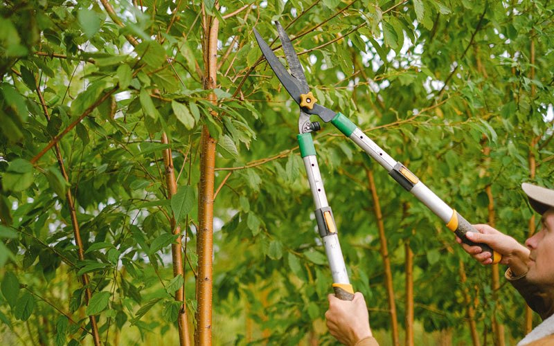 Tree trimming in Willow Creek, CA