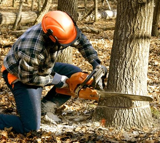 Tree Removal in Willow Creek, CA